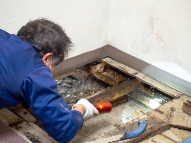 Best Attic Mold Removal  in Riverside, IL