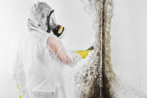 Best Commercial Mold Removal  in Riverside, IL