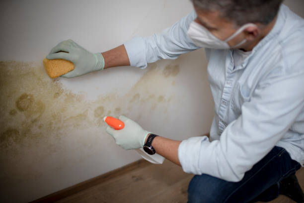 Home Mold Removal in Riverside, IL