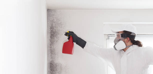 Best Mold Remediation  in Riverside, IL