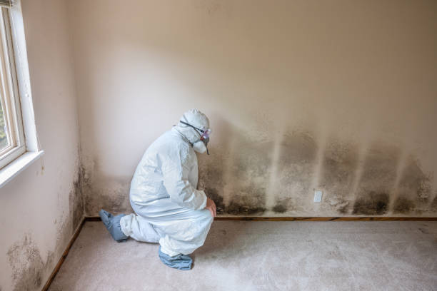 Best Toxic Mold Removal  in Riverside, IL