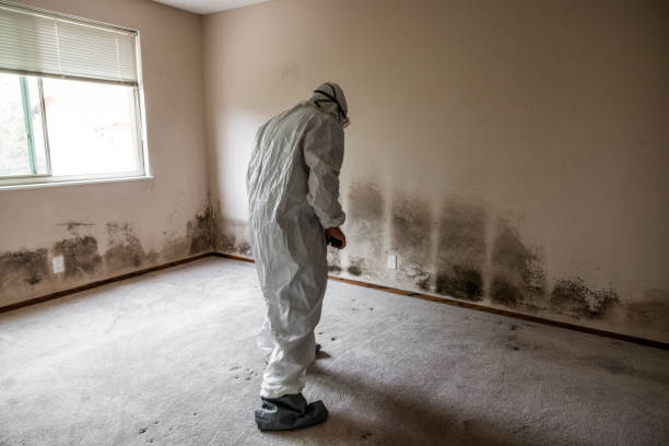 Professional Mold Removal in Riverside, IL