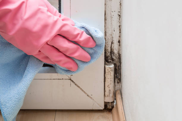 Best Mold Testing  in Riverside, IL